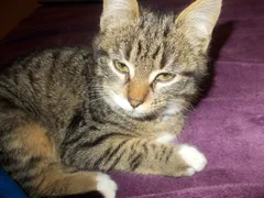 Chat perdu Européen