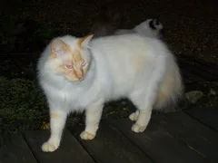 Chat perdu Birman
