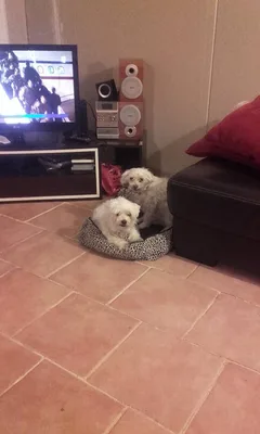 Chien perdu Bichon Maltais