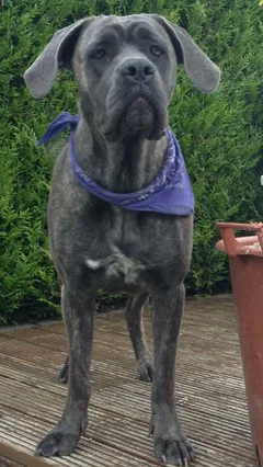 Chien perdu Cane Corso