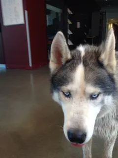 Chien trouvé Husky Sibérien
