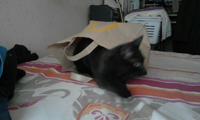 Chat trouvé