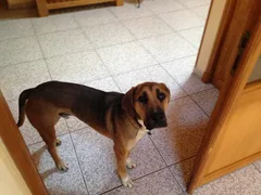 Chien perdu Croisé