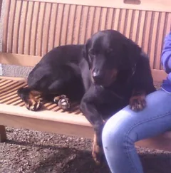 Chien perdu Beauceron