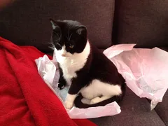 Chat perdu Croisé