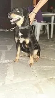 Chien trouvé Beauceron