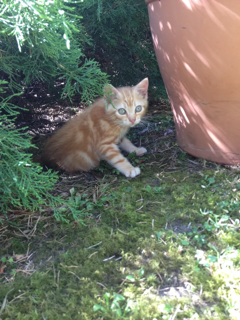 Chat trouvé