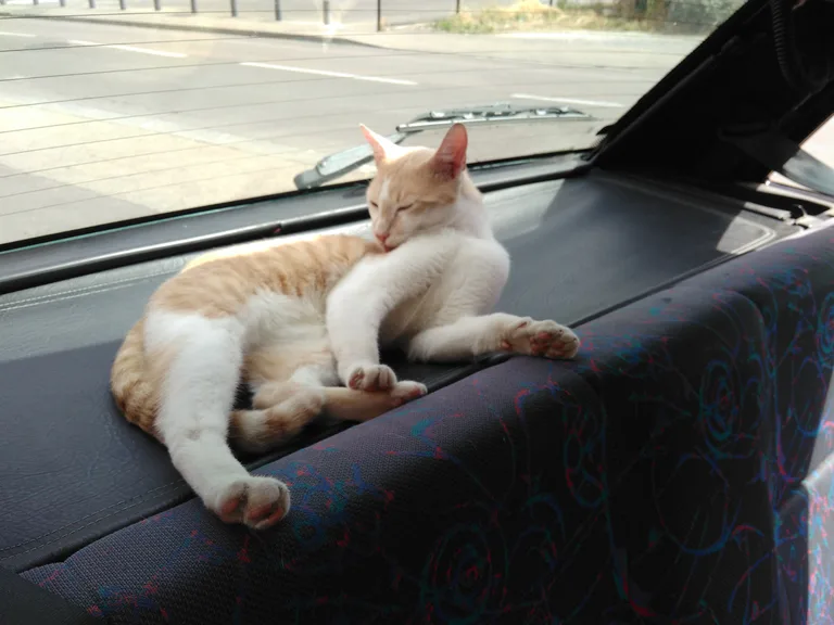 Chat trouvé