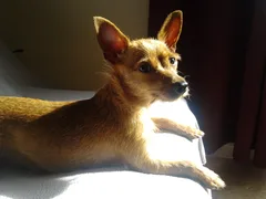 Chien perdu Pinscher