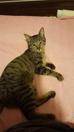 Chat trouvé Sokoke