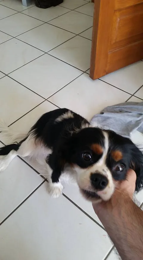 Chien trouvé