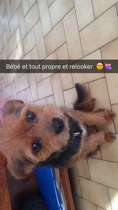 Chien perdu Yorkshire Terrier