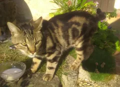 Chat trouvé Européen