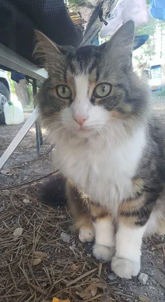 Chat perdu Croisé