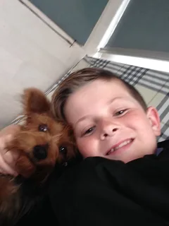 Chien perdu Yorkshire Terrier