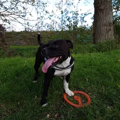 Chien perdu Staffordshire Bull Terrier