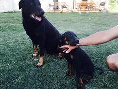 Chien perdu Beauceron