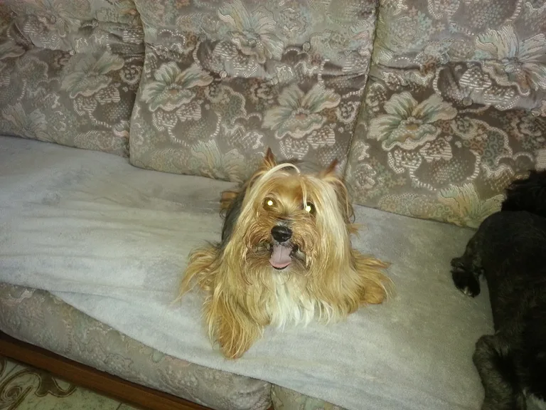 Chien trouvé