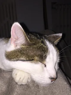 Chat perdu Européen