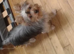 Chien perdu Yorkshire Terrier