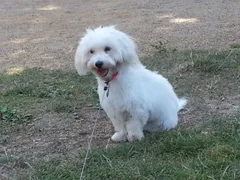 Chien perdu Coton de Tulear