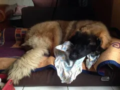 Chien perdu Leonberg