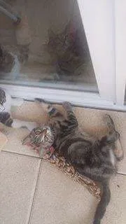 Chat trouvé Sans race particulière
