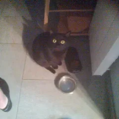 Chat perdu Européen