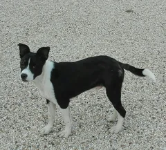 Chien trouvé Croisé