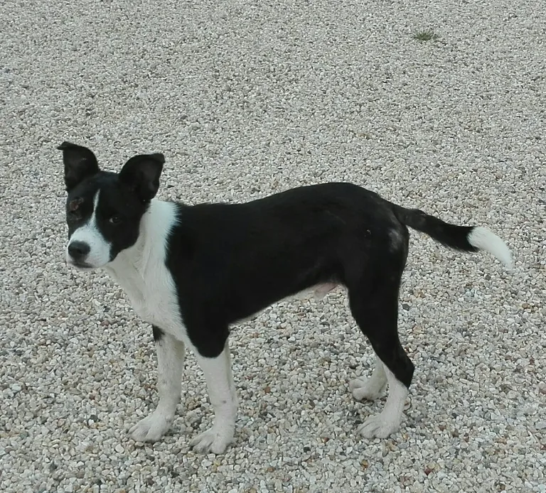 Chien trouvé