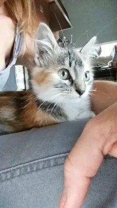 Chat perdu Chat Sauvage d'Europe