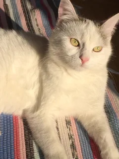 Chat perdu Européen