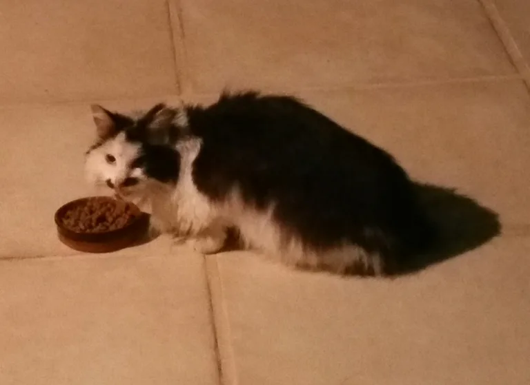 Chat trouvé