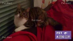 Chat perdu Européen