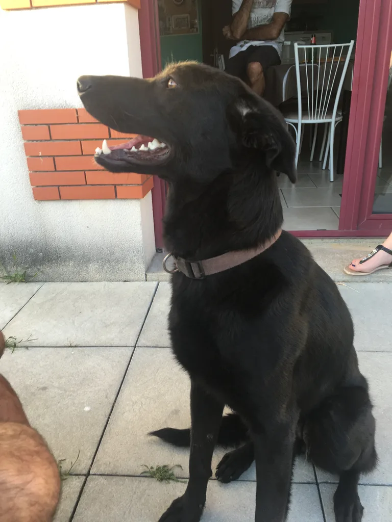 Chien trouvé