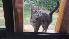 Chat trouvé Européen