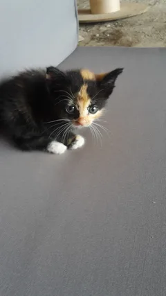 Chat trouvé Européen
