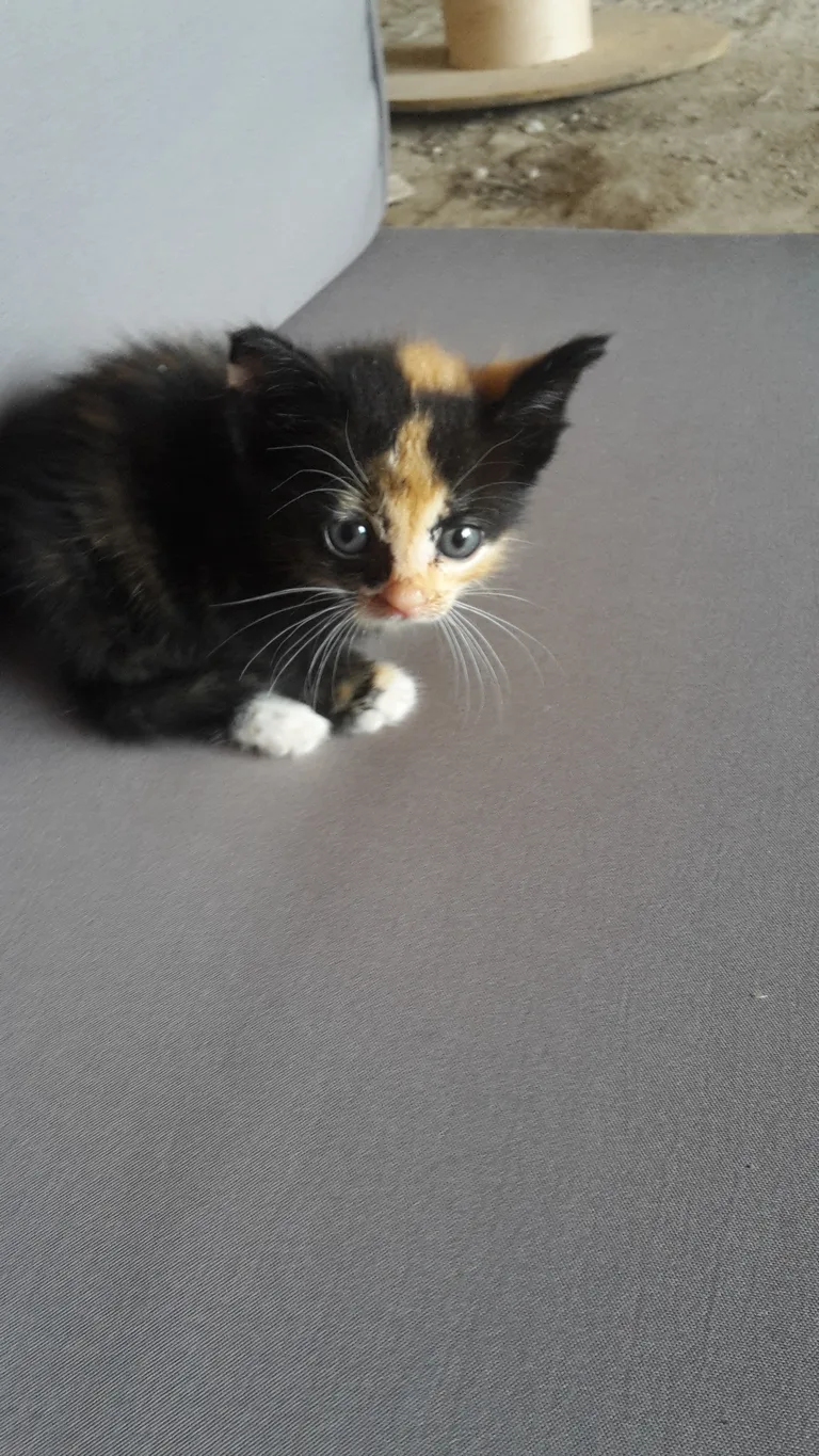 Chat trouvé