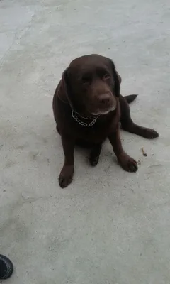 Chien perdu Labrador-Retriever