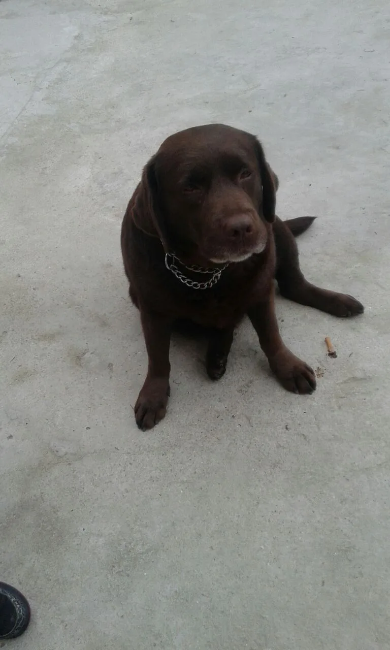 Darka