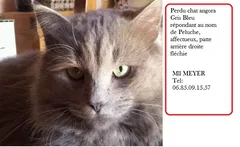 Chat perdu Angora Turc