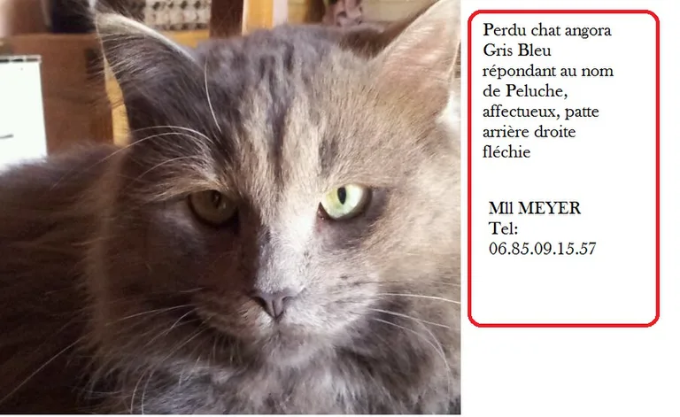 peluche
