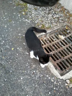 Chat trouvé Européen