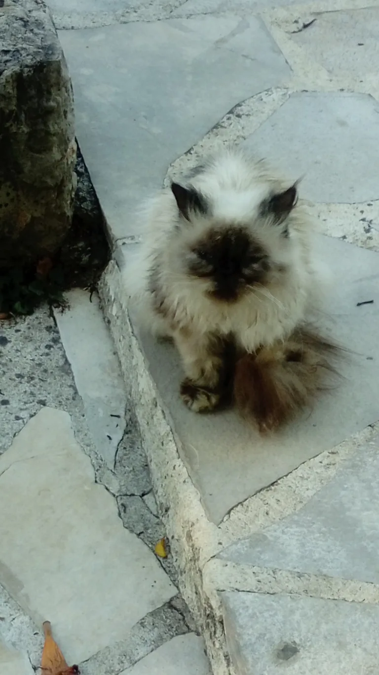 Chat trouvé