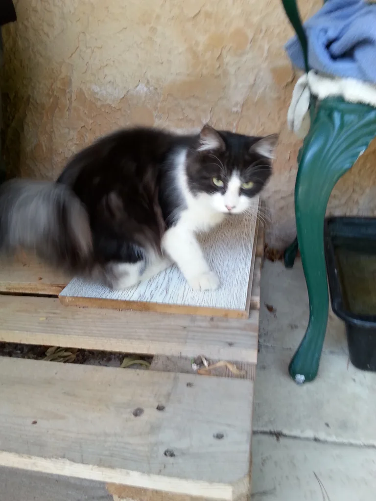 Chat trouvé