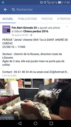 Chien perdu Shitzu