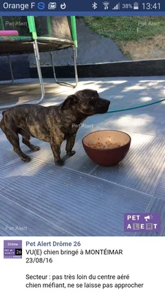 Chien trouvé Staffordshire Bull Terrier