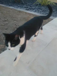 Chat trouvé Européen