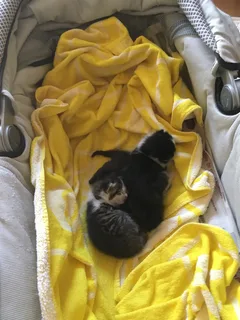 Chat trouvé Croisé