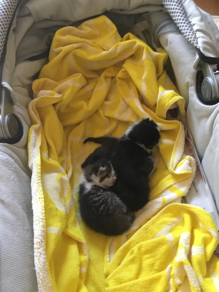 Chat trouvé